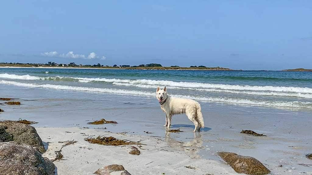 Allzeit-Bereift.de Finistere Weißer Schweizer Schäferhund am Strand